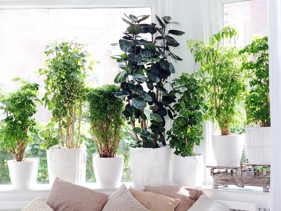 Plantes