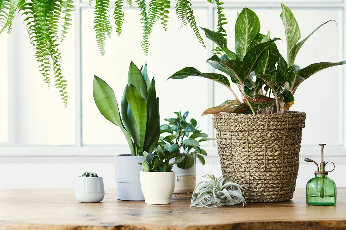 Plantes